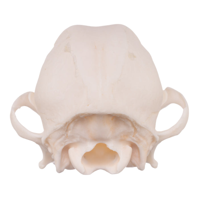 Real Domestic Dog Skull - Chihuahua