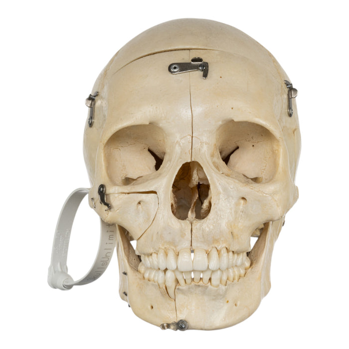 Real Human Skull - Dissected