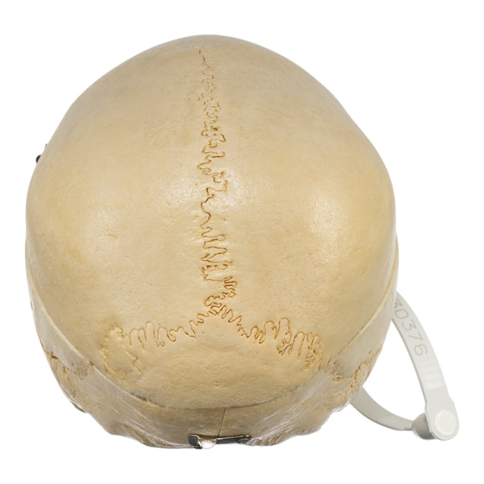 Real Human Skull - Dissected
