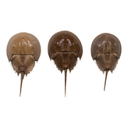 Real Horseshoe Crab Molt