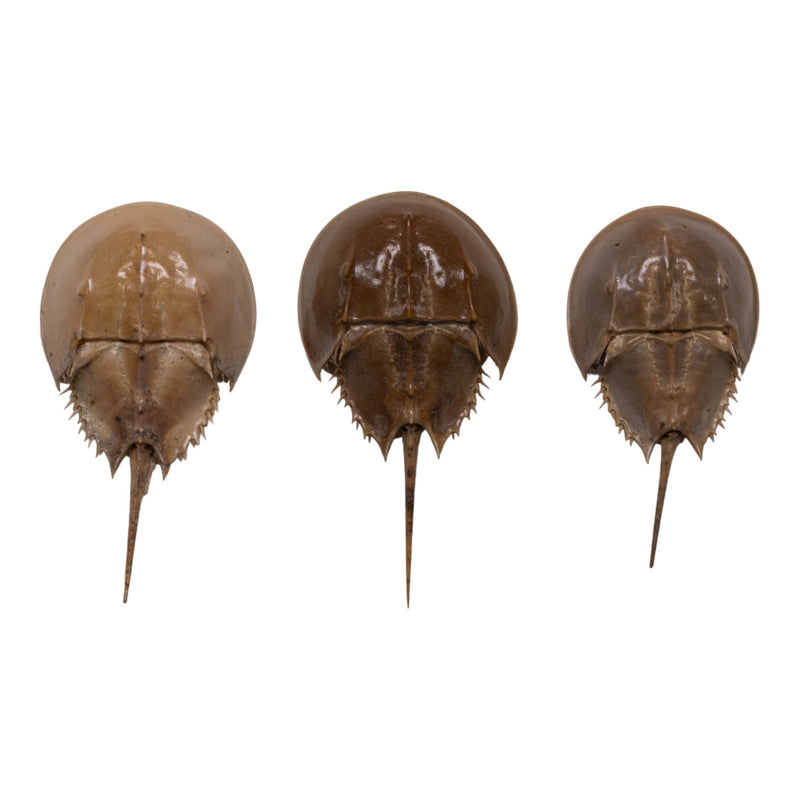 Real Horseshoe Crab Molt