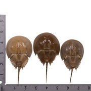 Real Horseshoe Crab Molt