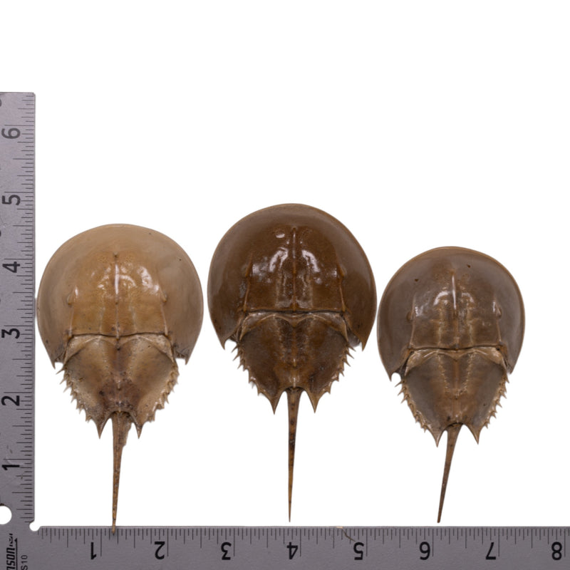 Real Horseshoe Crab Molt