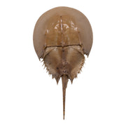 Real Horseshoe Crab Molt
