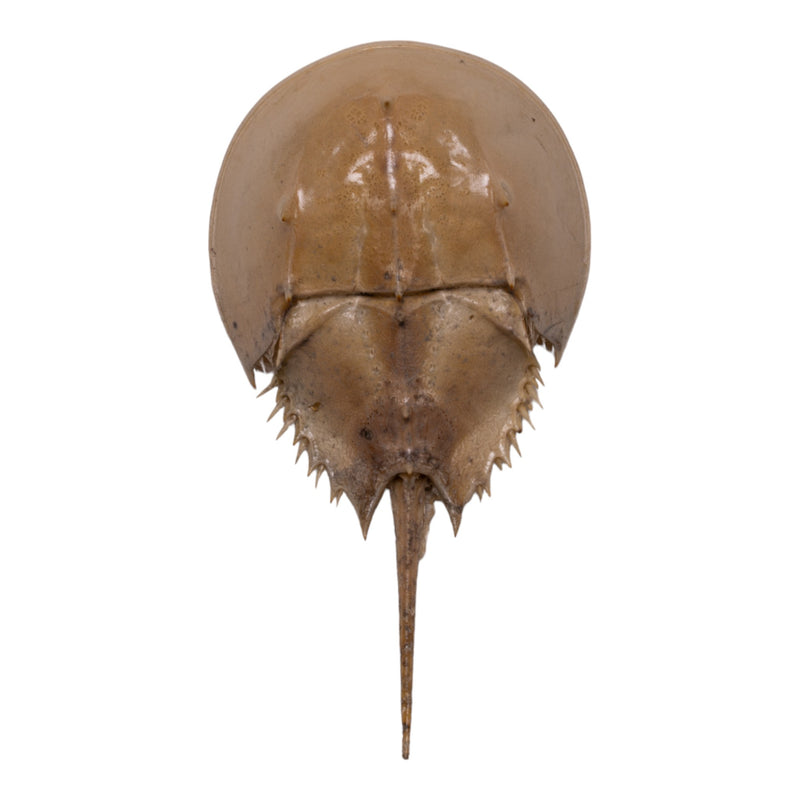Real Horseshoe Crab Molt