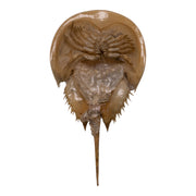 Real Horseshoe Crab Molt