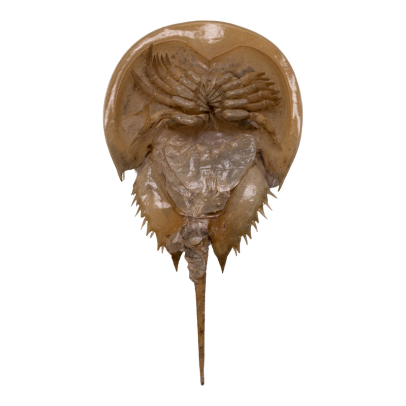 Real Horseshoe Crab Molt