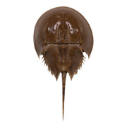 Real Horseshoe Crab Molt