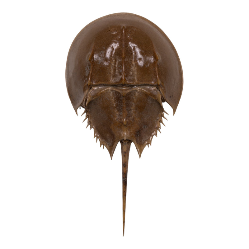 Real Horseshoe Crab Molt