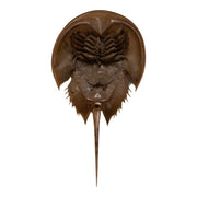 Real Horseshoe Crab Molt