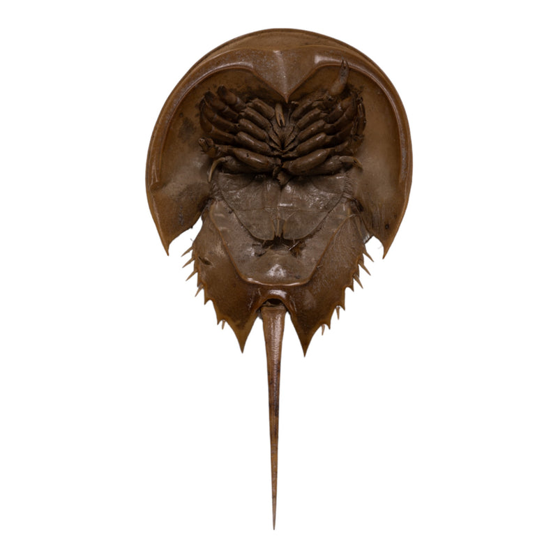 Real Horseshoe Crab Molt