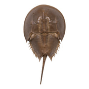 Real Horseshoe Crab Molt