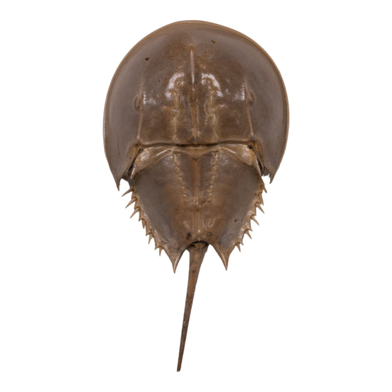 Real Horseshoe Crab Molt