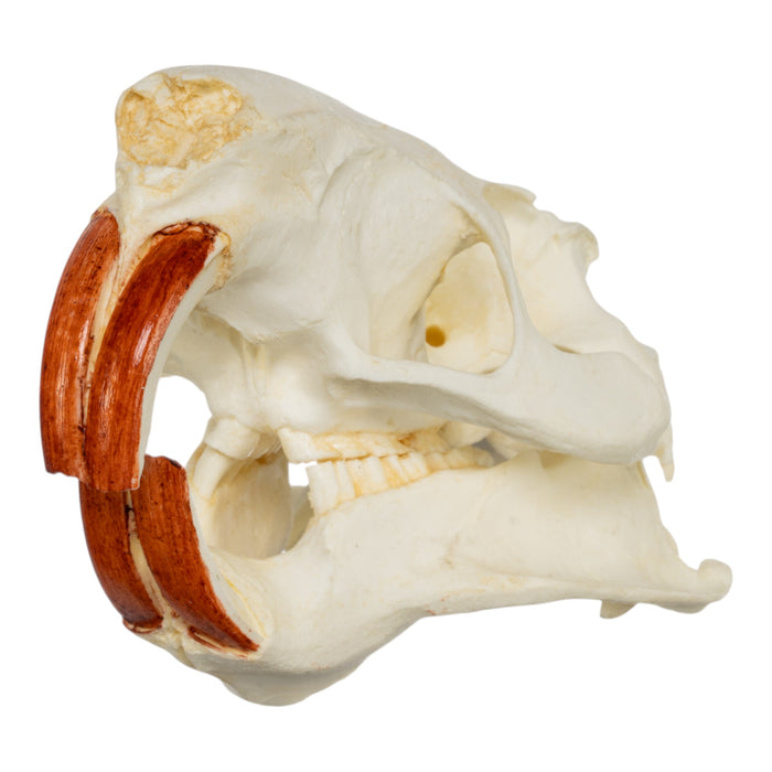 Replica Nutria Skull