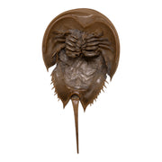 Real Horseshoe Crab Molt