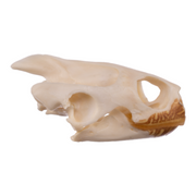 Real Map Turtle Skull