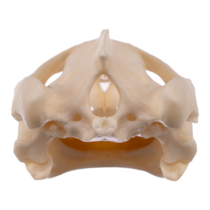 Real Map Turtle Skull