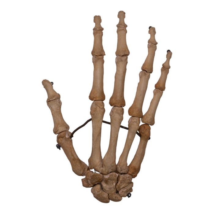 Real Human Articulated Right Hand - Antique