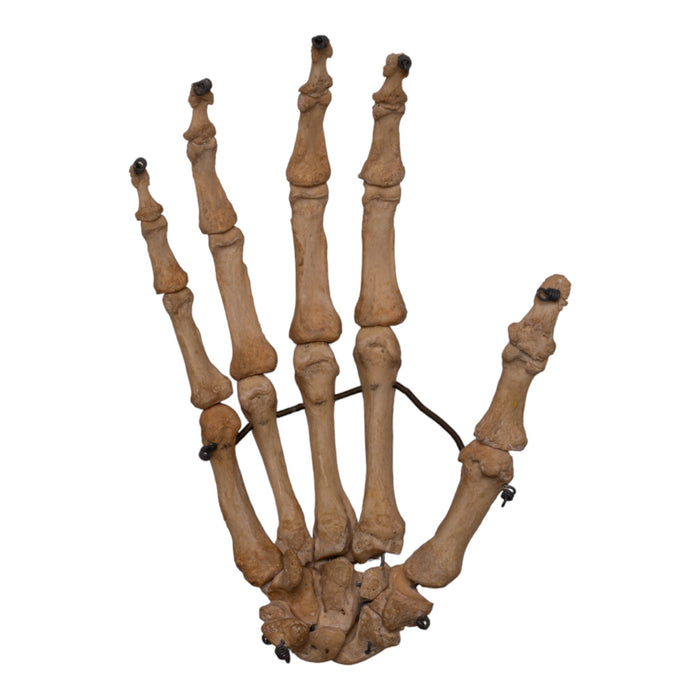 Real Human Articulated Right Hand - Antique