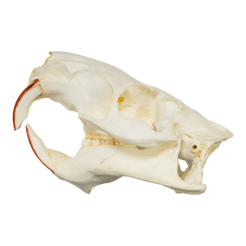 Replica Nutria Skull