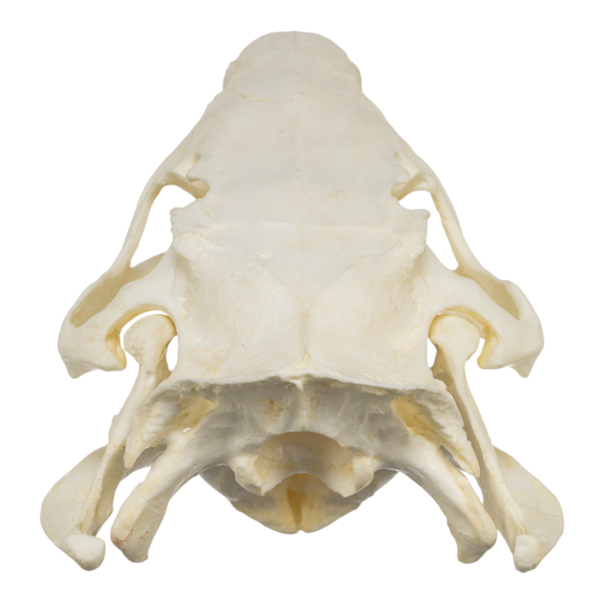 Replica Nutria Skull For Sale — Skulls Unlimited International, Inc.