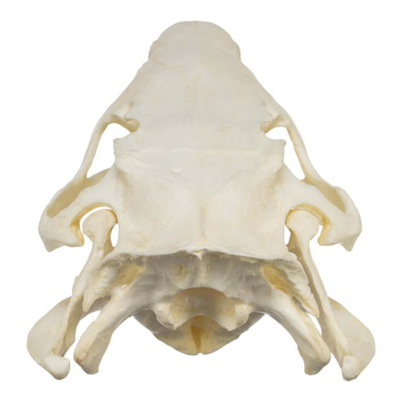 Replica Nutria Skull