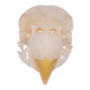 Real Parrot Skull
