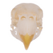 Real Parrot Skull