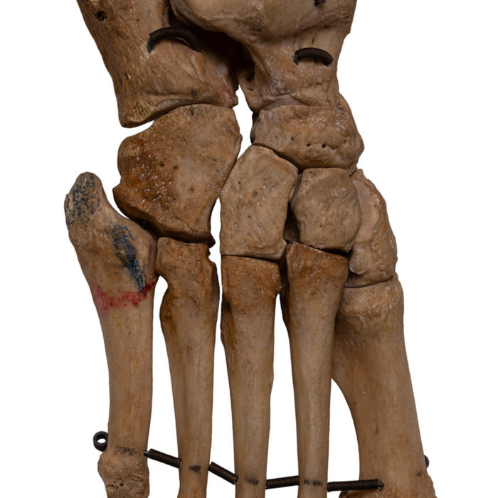 Real Human Articulated Right Foot - Antique