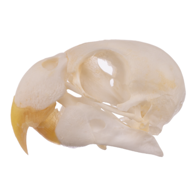 Real Parrot Skull
