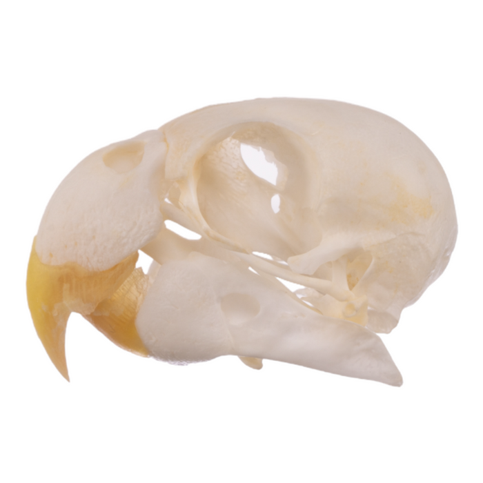 Real Parrot Skull