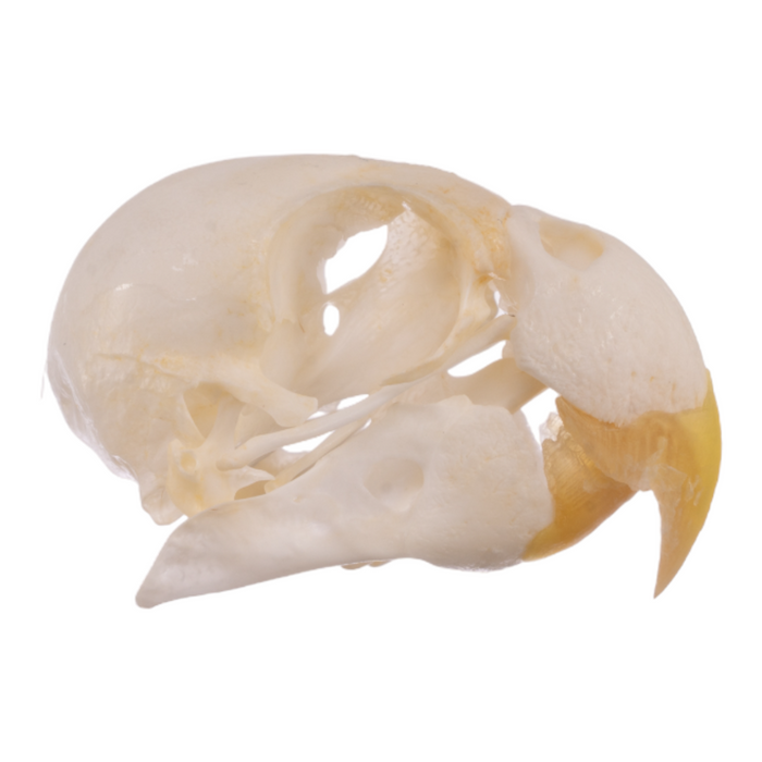 Real Parrot Skull