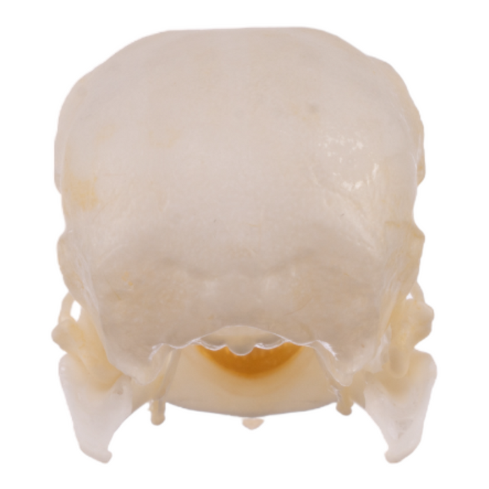 Real Parrot Skull