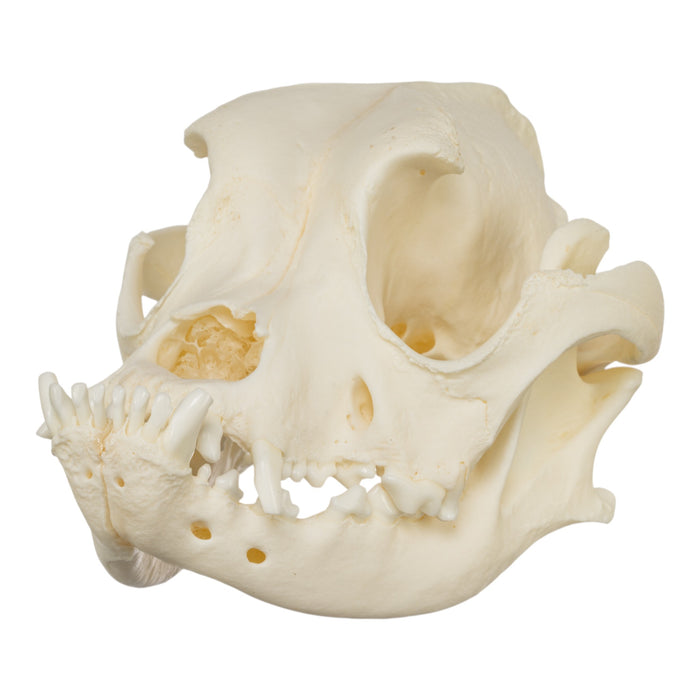 Real Domestic Dog Skull - Boxer