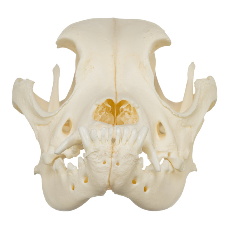 Real Domestic Dog Skull - Boxer