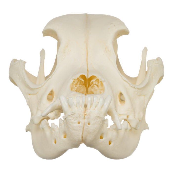 Real Domestic Dog Skull - Boxer