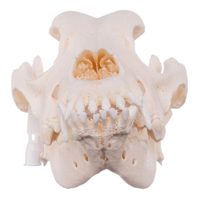 Real Domestic Dog Skull - Saint Bernard