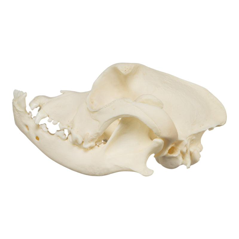Real Domestic Dog Skull - Boxer