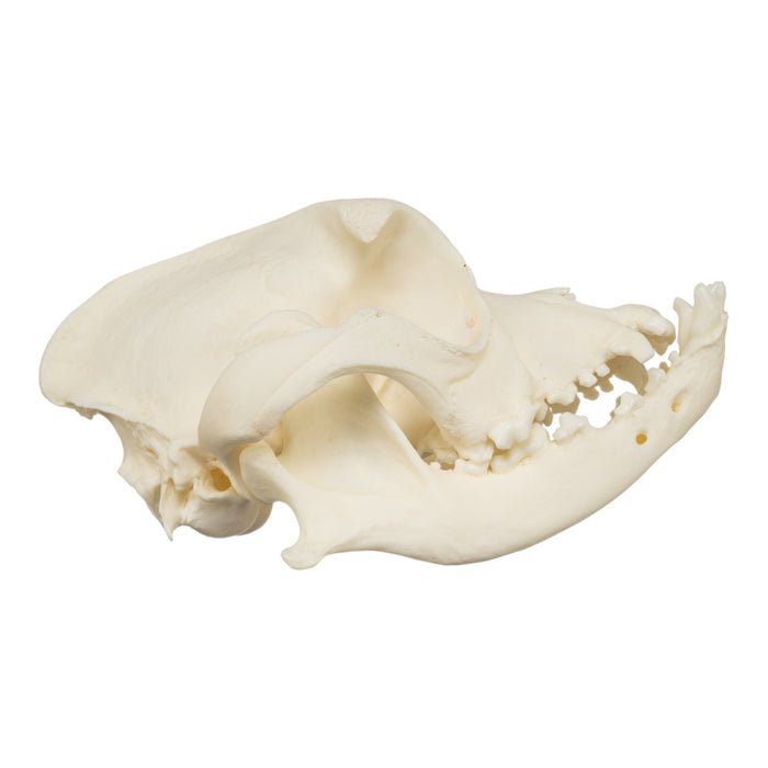Real Domestic Dog Skull - Boxer