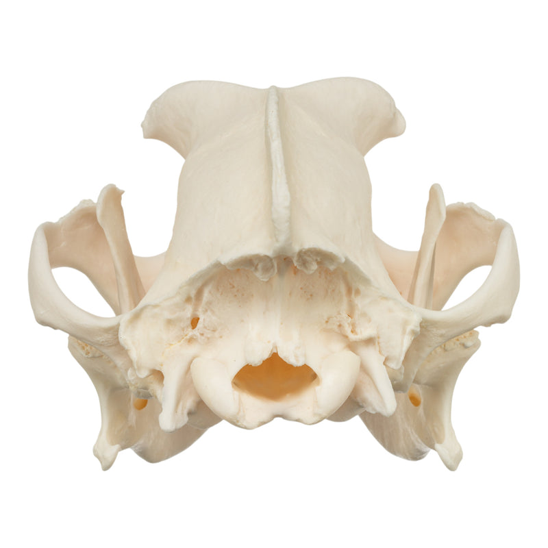 Real Domestic Dog Skull - Boxer