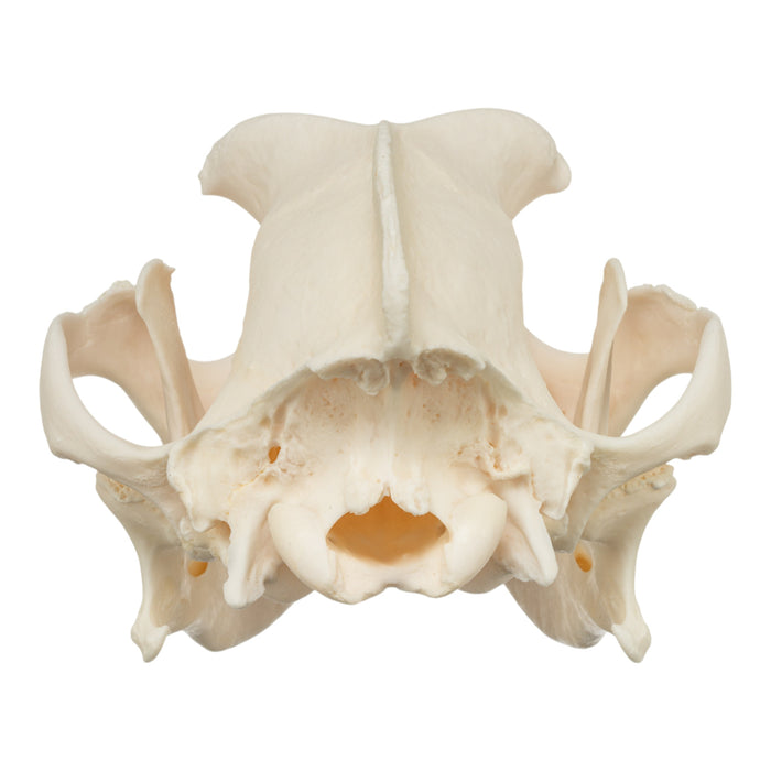 Real Domestic Dog Skull - Boxer