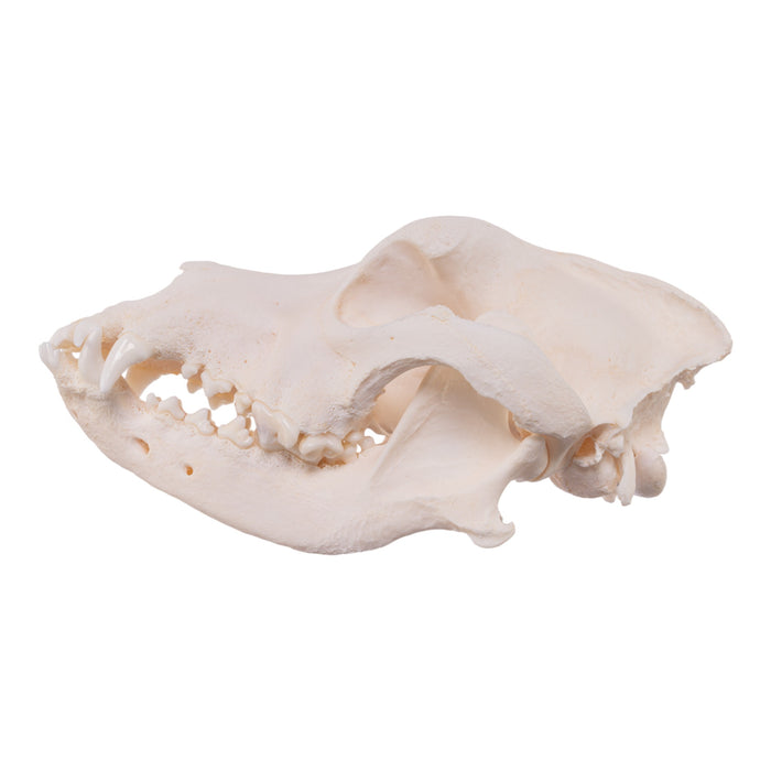 Real Domestic Dog Skull - Saint Bernard