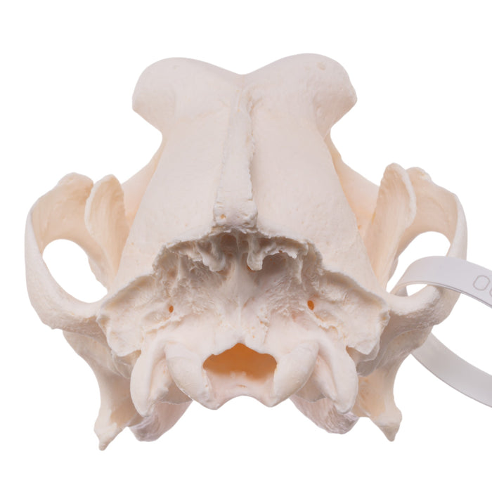 Real Domestic Dog Skull - Saint Bernard