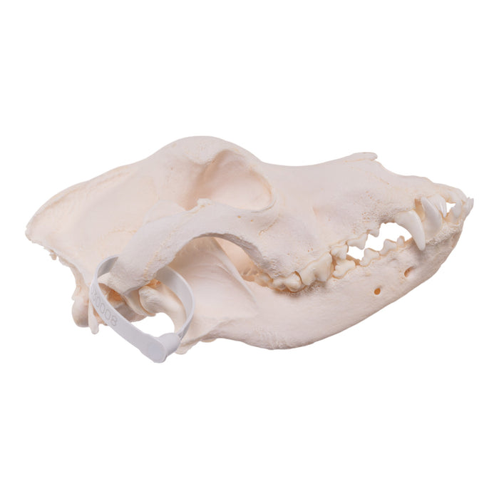 Real Domestic Dog Skull - Saint Bernard