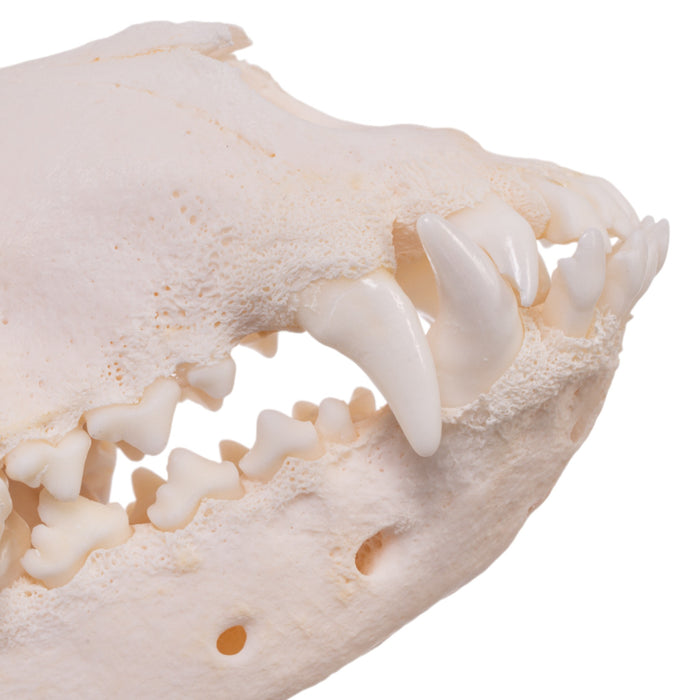 Real Domestic Dog Skull - Saint Bernard