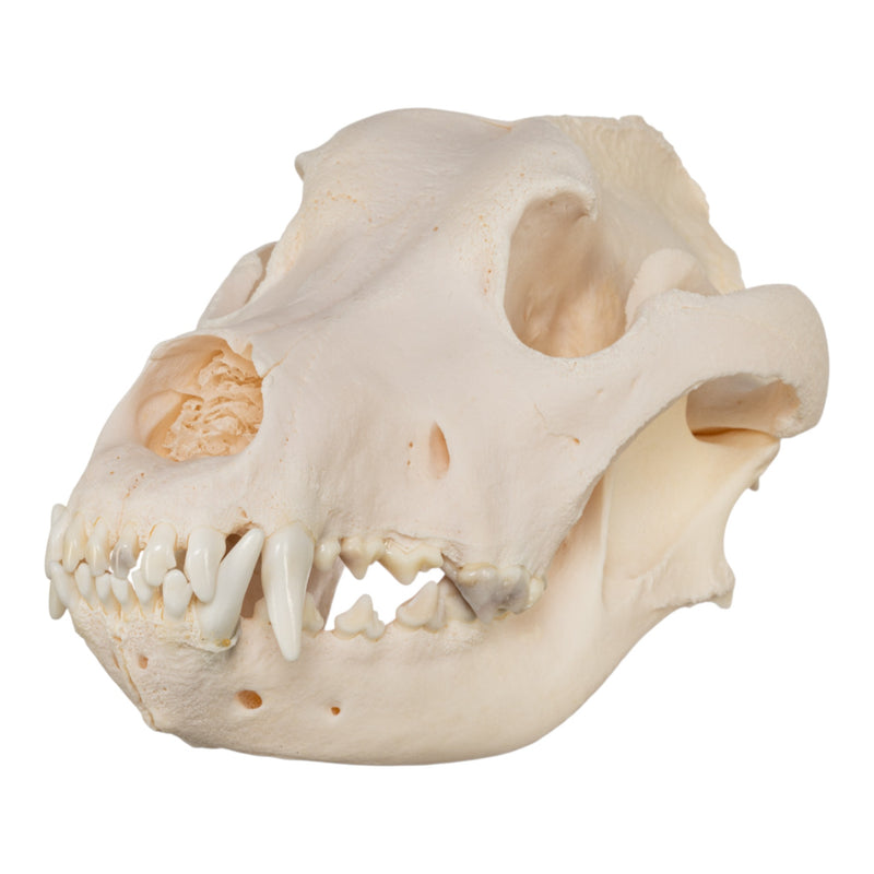 Real Domestic Dog Skull - Great Dane