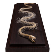 Real Non-venomous Snake Skeleton - Economy