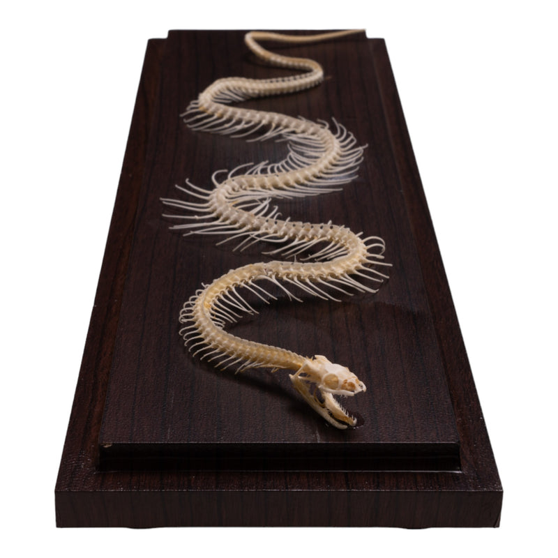 Real Non-venomous Snake Skeleton - Economy