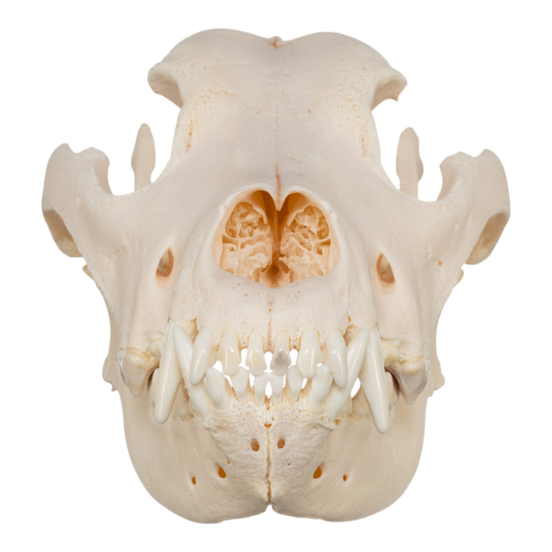 Real Domestic Dog Skull - Great Dane
