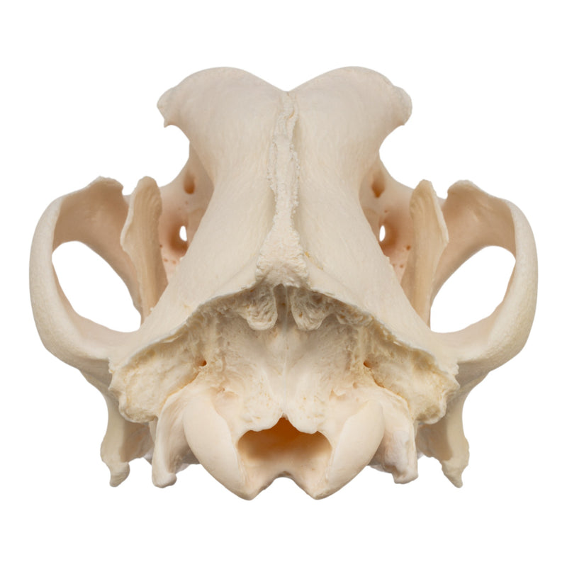Real Domestic Dog Skull - Great Dane